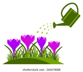 vector crocuses and watering can isolated on white background