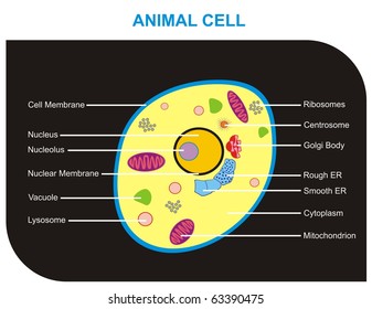 VECTOR - Cross Section of Animal Cell including all components (cell membrane, nucleus, nucleolus, nuclear membrane, vacuole, lysosome, ribosomes, centrosome, golgi body, rough & smooth ER, cytoplasm)