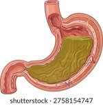 Vector cross section of the human stomach showing food digestion and gastric juices