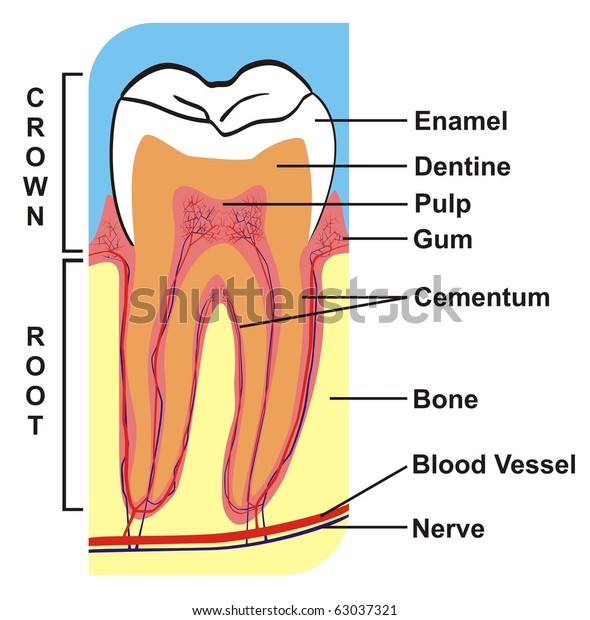 Vector Cross Section Tooth Crown Root Stock Vector Royalty Free 63037321