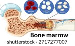Vector cross-section of bone marrow showing red cells, white cells, platelets, and anatomical details
