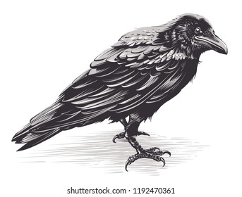 Vector crow isolated on white. Hand drawn vector art. Sketch vector illustration.