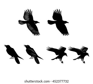 Vector of Crow or Raven or Bird
