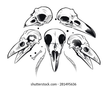 Vector crow skull