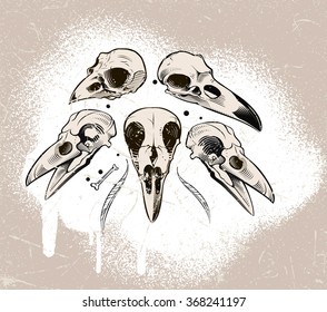 Vector crow skull