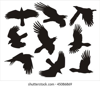 vector crows