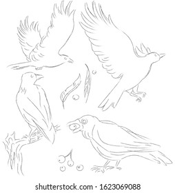 Vector crows lineart. Outline birds on white. Grafic isolated crows in flight. Wild birds. Illustration for coloring. 
The bird is sitting on a branch. The bird carries in its beak.