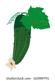 vector cucumber with leaf