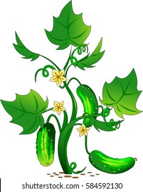 Vector - cucumber vegetable character on white background
