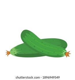 Vector cucumber. Vegetable illustration for farm market menu. Healthy food design