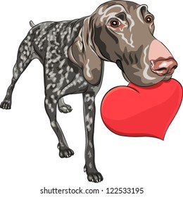 Vector curious smiling dog Kurzhaar (German Shorthair Pointer) breed holding a red heart