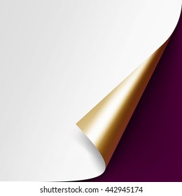 Vector Curled Golden corner of White paper with shadow Mock up Close up Isolated on Vinous Background