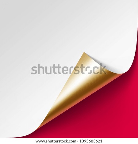 Vector Curled Golden corner of White paper with shadow Mock up Close up Isolated on Red Background