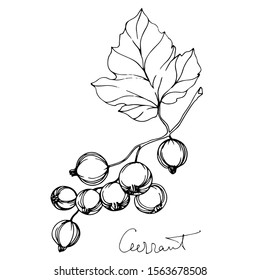 Vector Currant healthy food. Black and white engraved ink art. Isolated berry illustration element on white background.