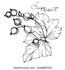 Vector Currant healthy food. Black and white engraved ink art. Isolated strawberry illustration element on white background.