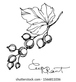 Vector Currant healthy food. Black and white engraved ink art. Isolated strawberry illustration element on white background.