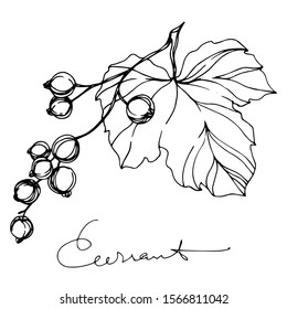Vector Currant healthy food. Black and white engraved ink art. Isolated strawberry illustration element on white background.