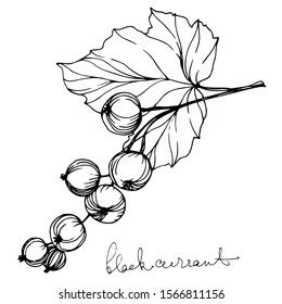 Vector Currant healthy food. Black and white engraved ink art. Isolated strawberry illustration element on white background.
