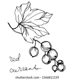 Vector Currant healthy food. Black and white engraved ink art. Isolated strawberry illustration element on white background.