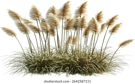 Vector cut out long feather flora grass fields file, transparent background, natural elements, plant art, wild grass design, eco friendly illustration, spring nature concept