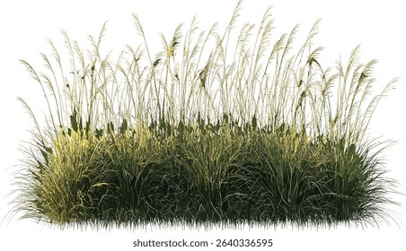 Vector Cut out long grass field, prairie, transparent, natural meadow, green grass, summer landscape, wild grass, open field, nature background, grassy plains