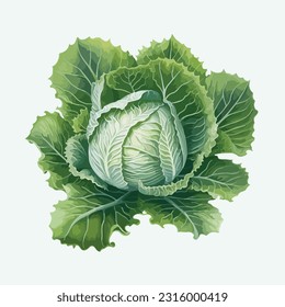 vector cute cabbage cartoon style