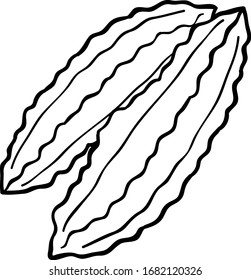 Vector Cute Cartoon Fresh Winged Bean Line Art