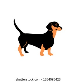 Vector cute dachshund. Dog breeds. Doodle illustration isolated on white background