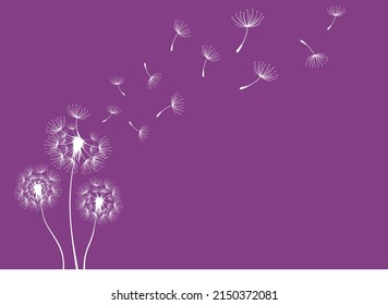 Vector Cute Dandelion blowing silhouette. Flying blow dandelion buds  on purple background.
