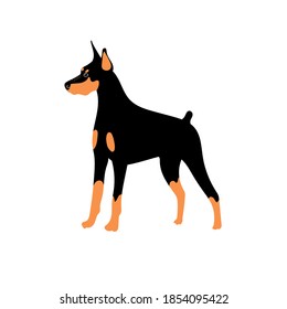 Vector cute Doberman. Dog breeds. Doodle illustration isolated on white background