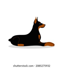 Doberman Pinscher