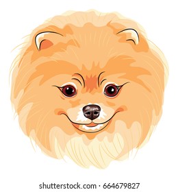 Vector cute dog German Toy Pomeranian breed smiling