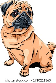 Vector cute dog pug breed apricot fawn color