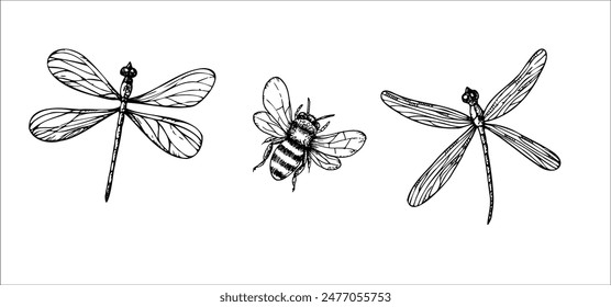 Vector cute dragonflies and bumblebee. Hand painted linear insects. Graphic clipart isolated on background. Botanical and wedding illustration. For designers, invitations, decoration, postcards