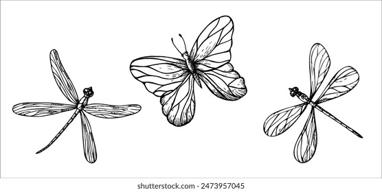 Vector cute dragonflies and butterfly.. Hand painted linear insects. Graphic clipart isolated on background. Botanical and wedding illustration. For designers, invitations, decoration, postcards