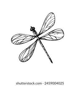 Vector linda libélula. Insectos lineales pintados a mano. Clipart gráfico aislado en el fondo. Ilustración botánica y de boda. Para diseñadores, invitaciones, decoración, postales, papel de embalaje, chatarra