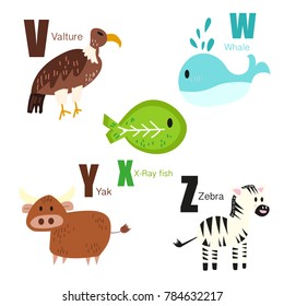 Vector of Cute english alphabet:V,W,X,Y,Z with cute cartoon animals isolated. Vector illustration for kids education, foreign language study.