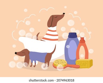 vector cute illustration - a dachshund dog sitting in a foam bath. bathing supplies for dog. trendy illustration in flat style on the theme of animal washing, grooming
