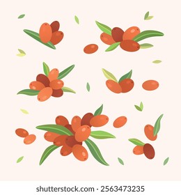 Vector cute illustration with groups of the sea ​​buckthorn different sizes, berries and leaves 
