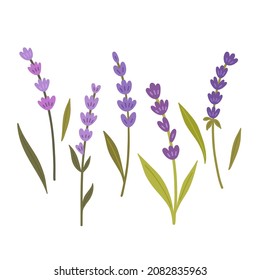 Vector cute illustration with lavender branches