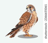 vector cute kestrel cartoon style