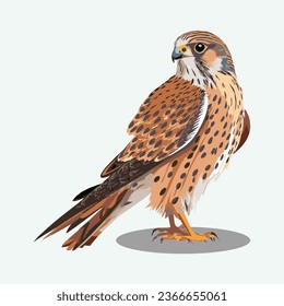 vector cute kestrel cartoon style