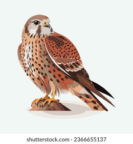 vector cute kestrel cartoon style