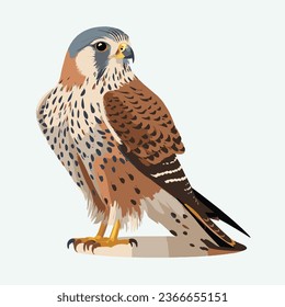 vector cute kestrel cartoon style