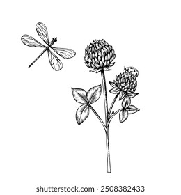 Vektor süße Marienkäfer, Libelle und Klee. Handgemalte Blume. Grafische Folie einzeln auf Hintergrund. Botanische und Hochzeits-Illustration. Für Designer, Einladungen, Dekoration, Postkarten, Verpackung 