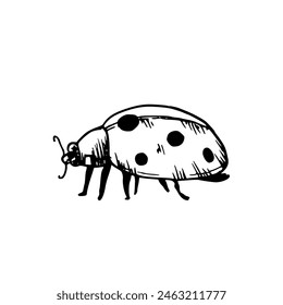 Vector cute ladybug or ladybird. Hand painted linear insects. Graphic clipart isolated on background. Botanical and wedding illustration. For designers, invitations, decoration, postcards, wrapping