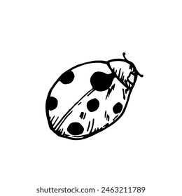 Vektorgrafik süße Marienkäfer oder Marienkäfer. Handgemalte lineare Insekten. Grafischer Clipart im Hintergrund isoliert. Botanische und Hochzeits-Illustration. Für Designer, Einladungen, Dekoration, Postkarten, Verpackung