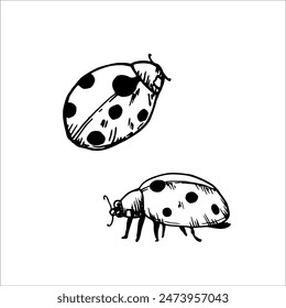 Vector cute ladybugs or ladybirds. Hand painted linear insects. Graphic clipart isolated on background. Botanical and wedding illustration. For designers, invitations, decoration, postcards, wrapping