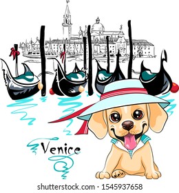 Vector cute little white puppy Labrador Retriever dog in Venice, Italia.