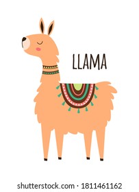 vector cute llama or alpaca illustration isolated on white background, funny animal